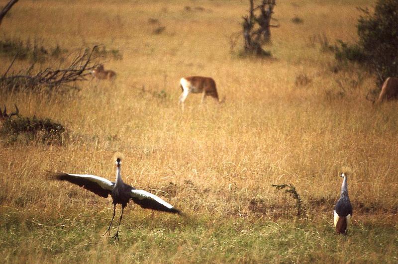 WT 1400 194-04 Kenya.jpg